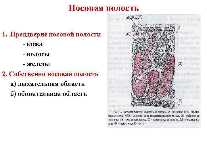 Носовая полость 1. Преддверие носовой полости - кожа - волосы - железы 2. Собственно