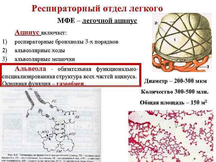 Респираторный отдел легкого МФЕ – легочной ацинус Ацинус включает: 1) 2) 3) респираторные бронхиолы