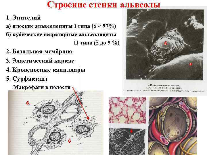 Строение стенки альвеолы 1. Эпителий а) плоские альвеолоциты I типа (S ≈ 97%) б)