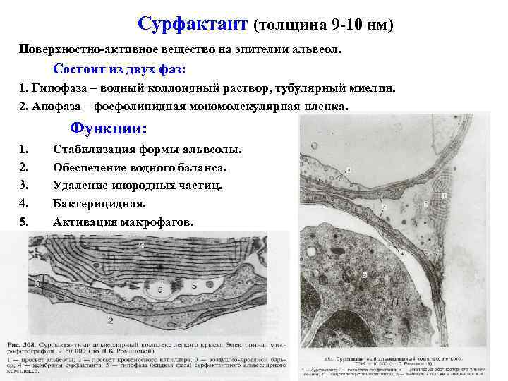 Сурфактант (толщина 9 -10 нм) Поверхностно-активное вещество на эпителии альвеол. Состоит из двух фаз: