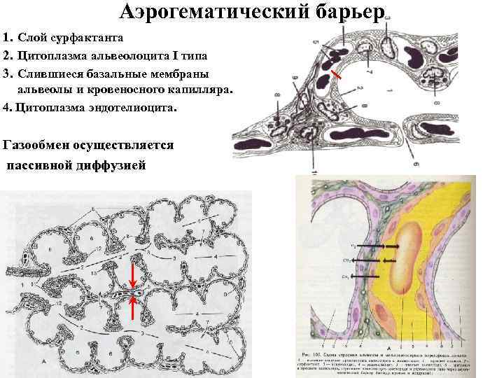 Схема строения аэрогематического барьера