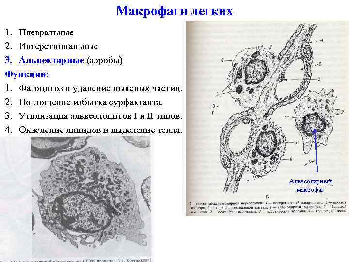 Макрофаг рисунок гистология