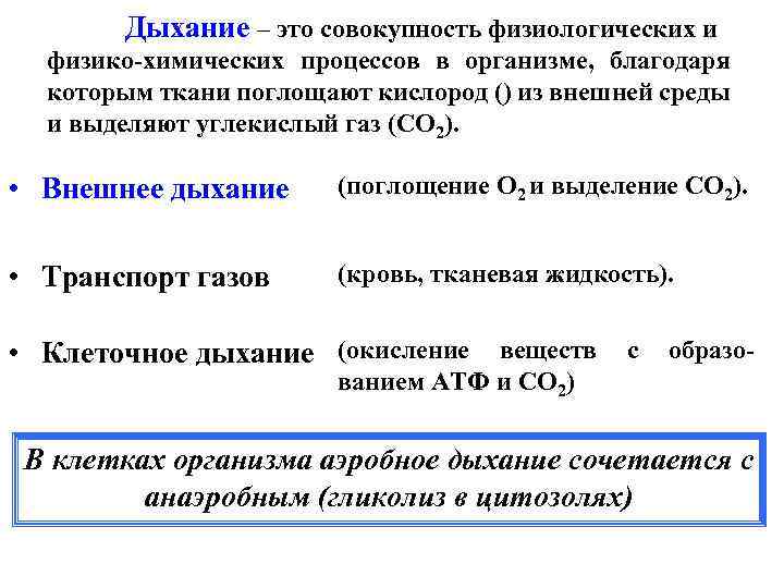 Дыхание – это совокупность физиологических и физико-химических процессов в организме, благодаря которым ткани поглощают