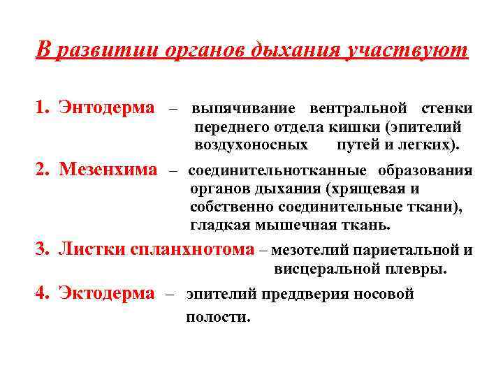 В развитии органов дыхания участвуют 1. Энтодерма – выпячивание вентральной стенки переднего отдела кишки