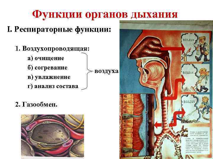 Функции органов дыхания I. Респираторные функции: 1. Воздухопроводящая: а) очищение б) согревание в) увлажнение