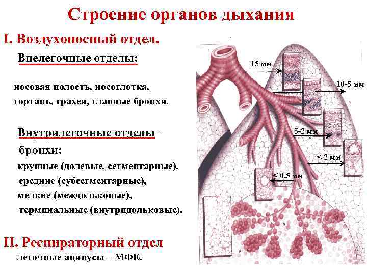 Строение органов дыхания I. Воздухоносный отдел. Внелегочные отделы: 15 мм 10 -5 мм носовая
