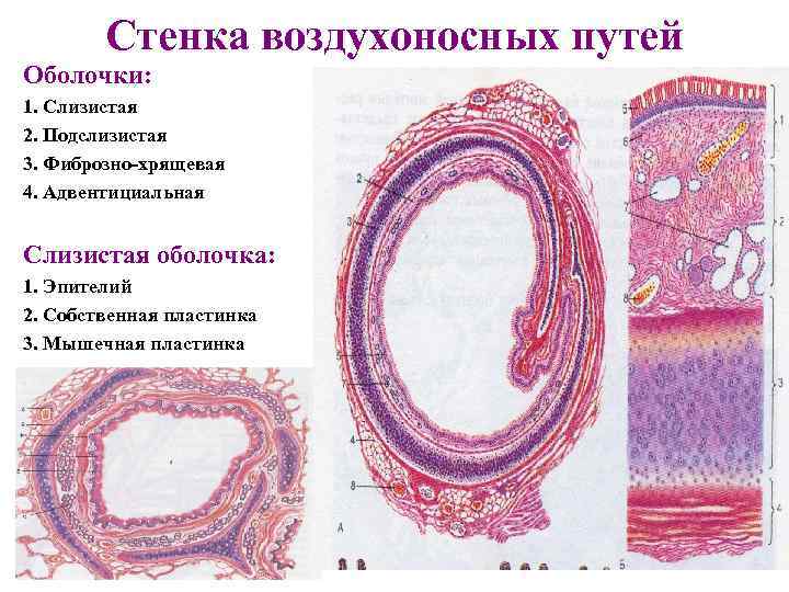Стенка воздухоносных путей Оболочки: 1. Слизистая 2. Подслизистая 3. Фиброзно-хрящевая 4. Адвентициальная Слизистая оболочка:
