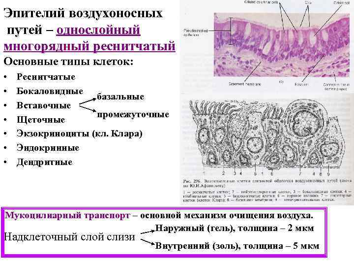 Эпителий воздухоносных путей – однослойный многорядный реснитчатый Основные типы клеток: • • Реснитчатые Бокаловидные