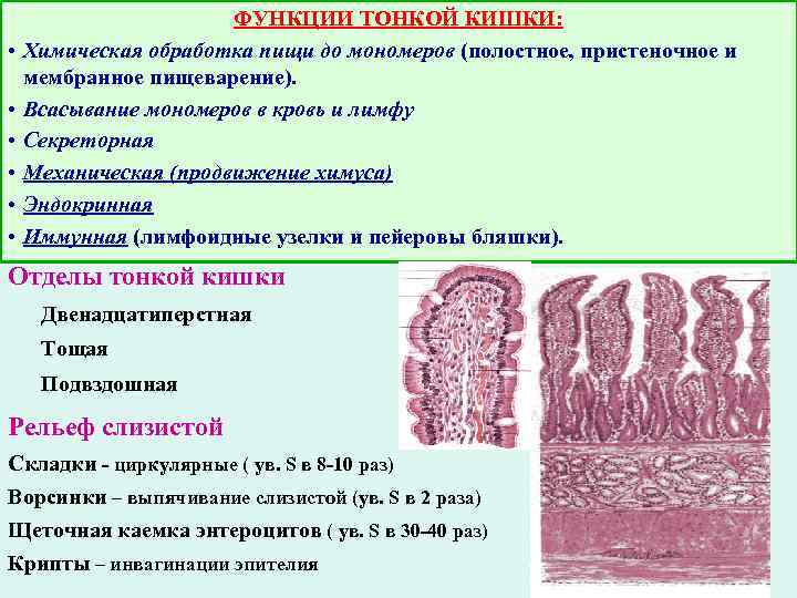 Стекла гистологии хранить образцы как