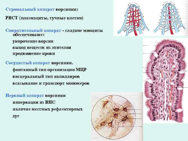 Накопление резервов питательных веществ рисунок