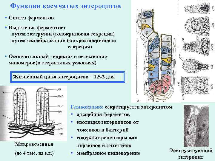 Функции каемчатых энтероцитов • Синтез ферментов • Выделение ферментов: путем экструзии (голокриновая секреция) путем