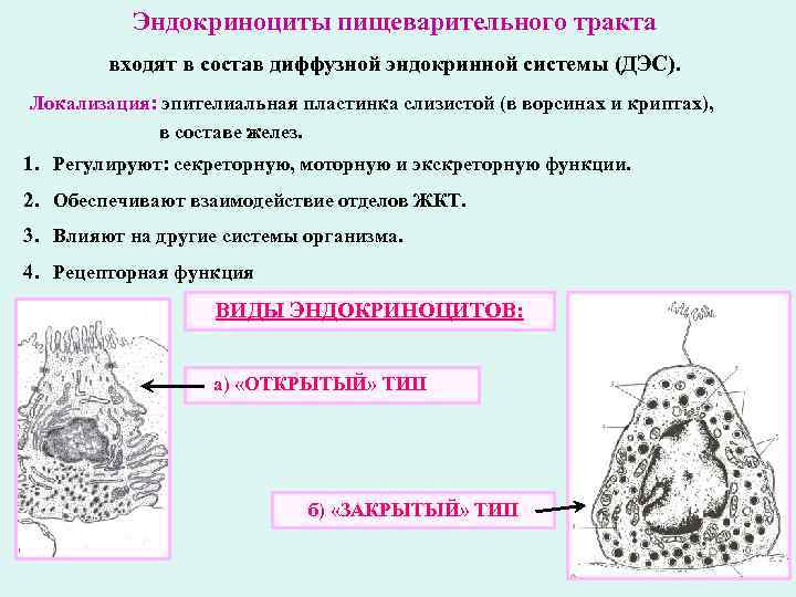 Группы железистых клеток. Эндокриноциты строение гистология. Желудочно-кишечные эндокриноциты гистология. Аппарат синтеза секреторных эпителиоцитов и эндокриноцитов. Эндокриноциты это гистология.