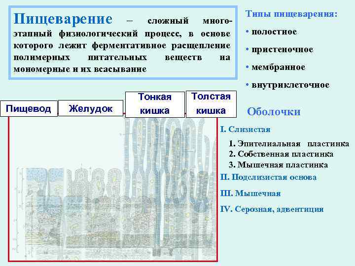 Пищеварение – сложный многоэтапный физиологический процесс, в основе которого лежит ферментативное расщепление полимерных питательных