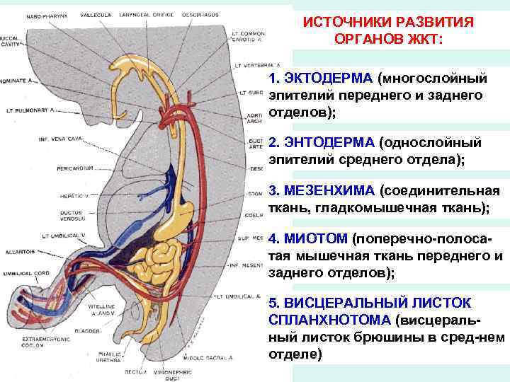 ИСТОЧНИКИ РАЗВИТИЯ ОРГАНОВ ЖКТ: 1. ЭКТОДЕРМА (многослойный эпителий переднего и заднего отделов); 2. ЭНТОДЕРМА