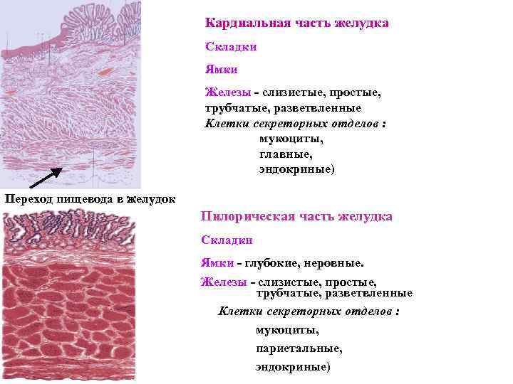 Кожная слизистая оболочка