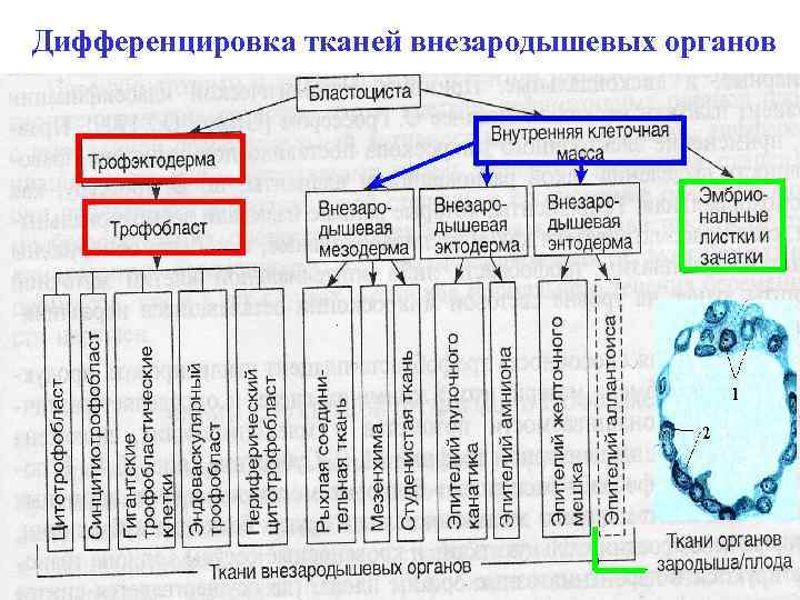 Дифференцировка тканей внезародышевых органов 