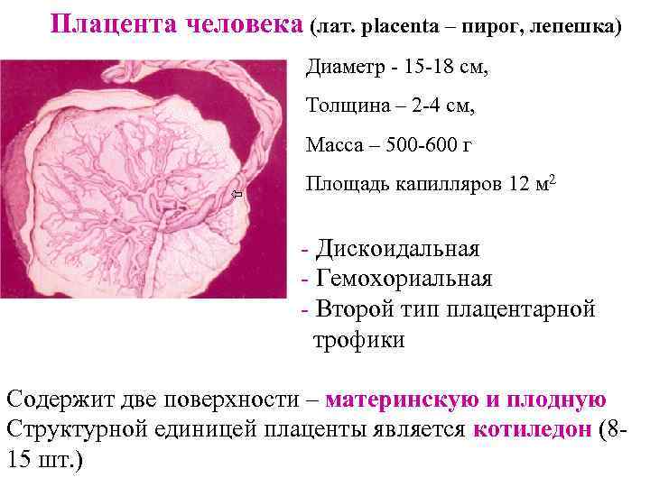 Толщина плаценты по неделям