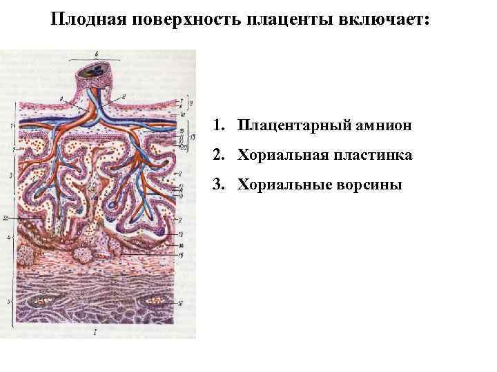 Плацента гистология. Хориальная пластинка плаценты гистология. Плодная часть плаценты представлена. Строение ворсинки плаценты. Строение плаценты гистология.