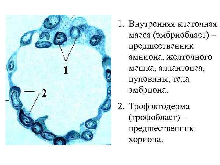 Каким номером на рисунке обозначена часть эмбриона млекопитающего через которую