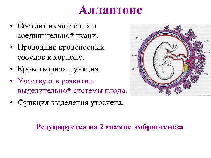 Функции эмбриона