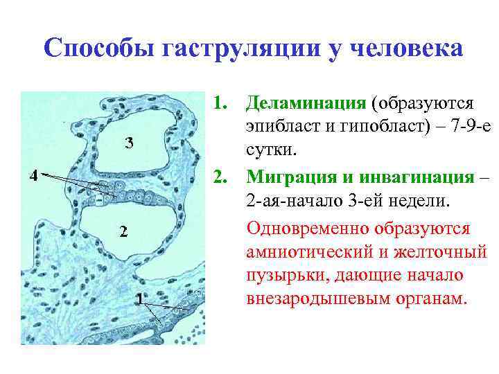 Какие структуры составляют комплекс осевых органов формирующийся к концу стадии указанной на рисунке