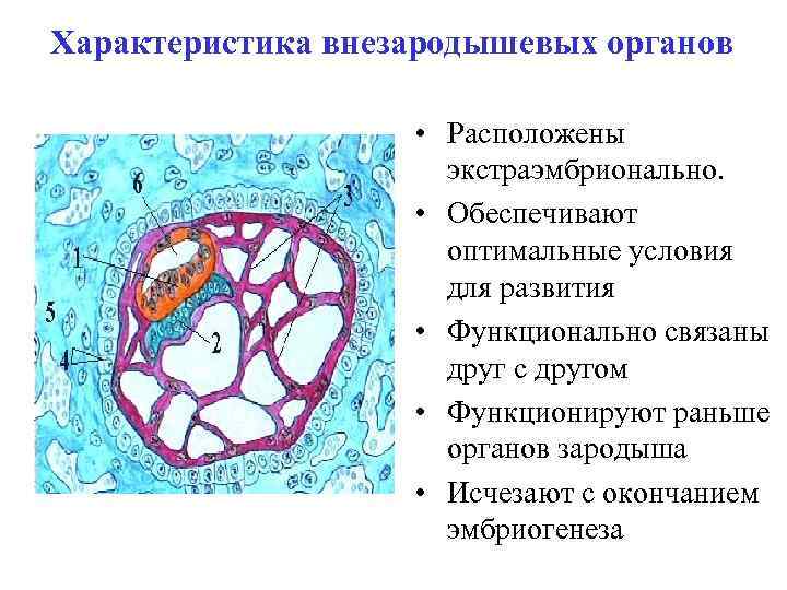 Каким номером обозначена. Внезародышевые органы человека гистология. Образование внезародышевых органов.