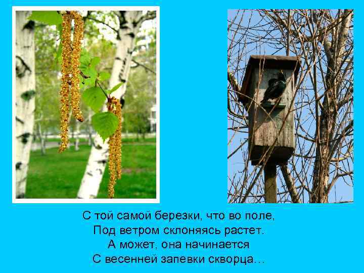 С той самой березки, что во поле, Под ветром склоняясь растет. А может, она