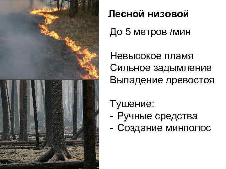 Лесной низовой До 5 метров /мин Невысокое пламя Сильное задымление Выпадение древостоя Тушение: -