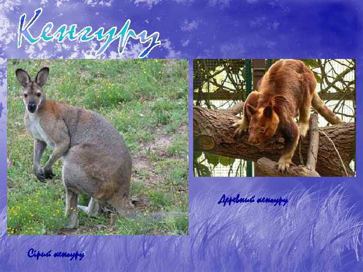 Деревний кенгуру Сірий кенгуру 