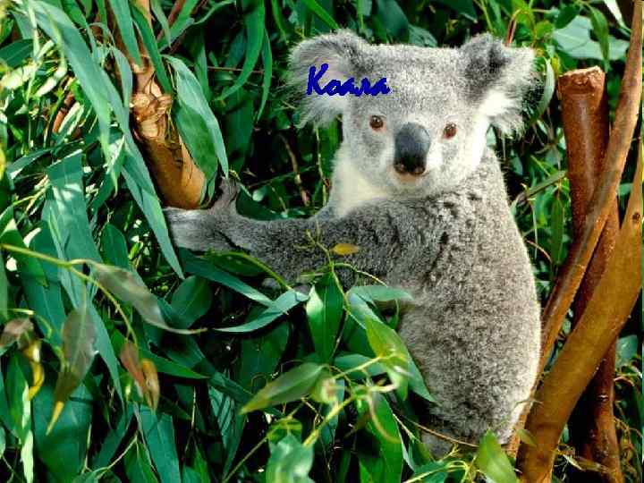 Коала 