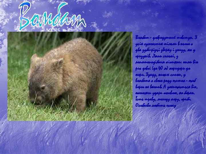 Вомбат - добродушний товстун. З усіх сумчастих тільки в нього є два зуби-різці зверху