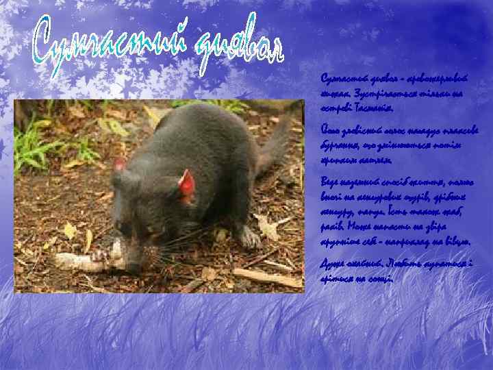 Сумчастий диявол - кровожерливий хижак. Зустрічається тільки на острові Тасманія. Його зловісний голос нагадує