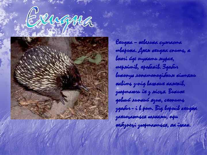Єхидна – невелика сумчаста тварина. Днем єхидна спить, а вночі йде шукати мурах, термітів,