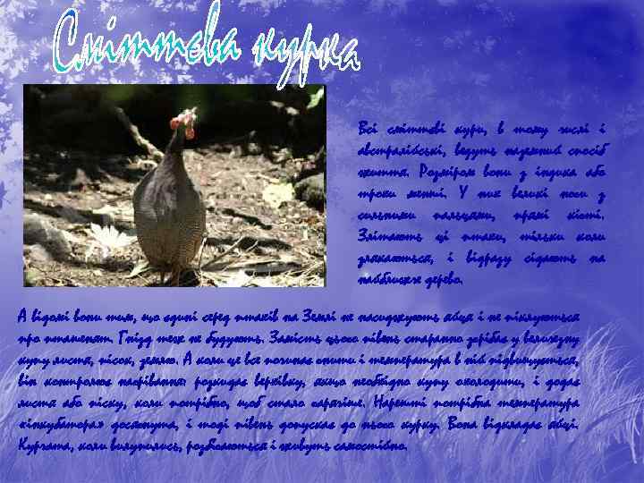 Всі сміттєві кури, в тому числі і австралійські, ведуть наземний спосіб життя. Розміром вони
