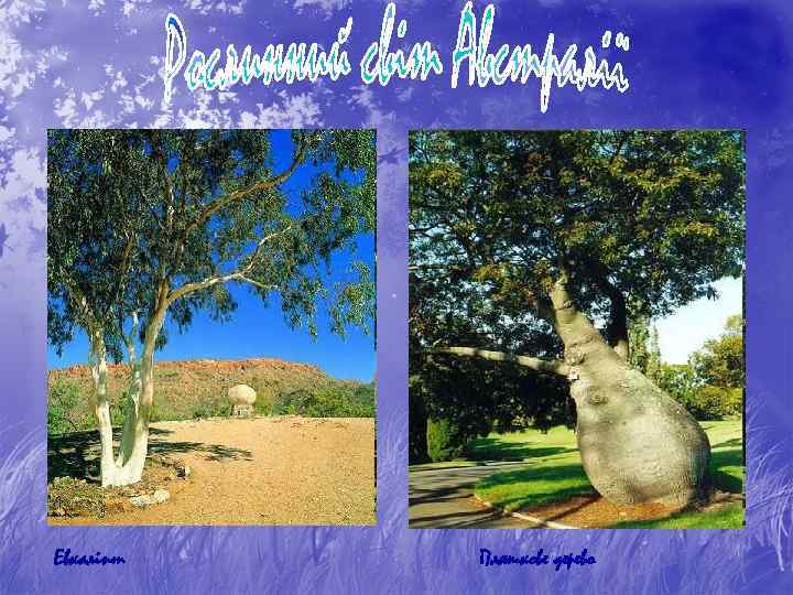 Евкаліпт Пляшкове дерево 