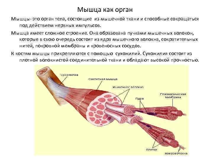 Мышца как орган Мышцы- это орган тела, состоящие из мышечной ткани и способные сокращаться