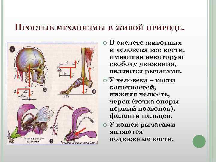 Рычаги в природе примеры с картинками