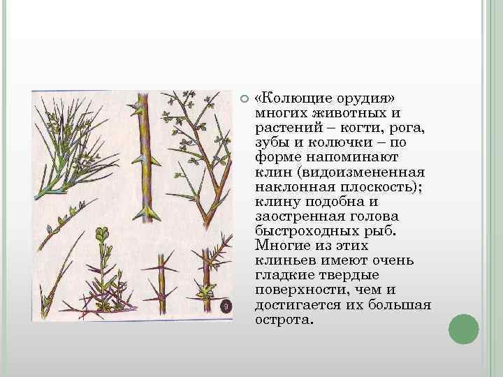  «Колющие орудия» многих животных и растений – когти, рога, зубы и колючки –