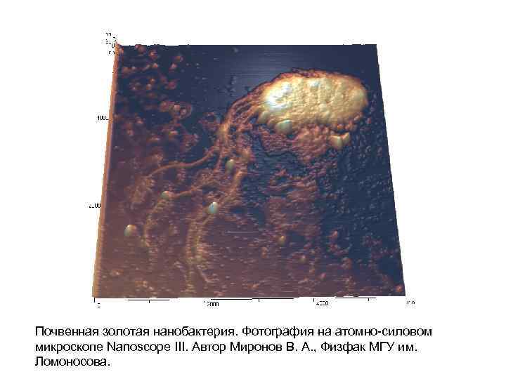 Почвенная золотая нанобактерия. Фотография на атомно-силовом микроскопе Nanoscope III. Автор Миронов В. А. ,