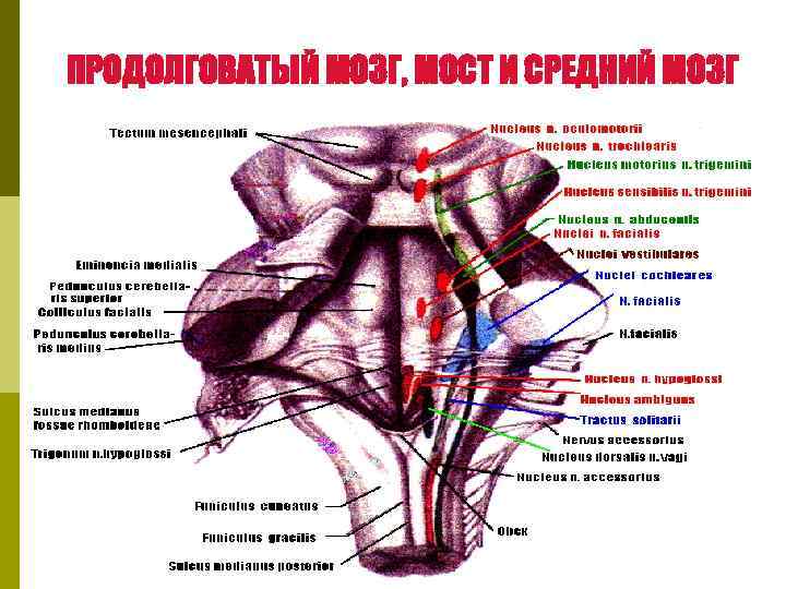 ПРОДОЛГОВАТЫЙ МОЗГ, МОСТ И СРЕДНИЙ МОЗГ 