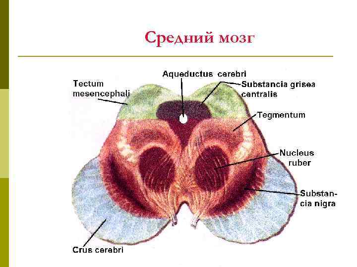 Средний мозг 