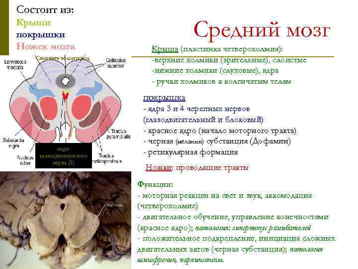 Средний мозг презентация