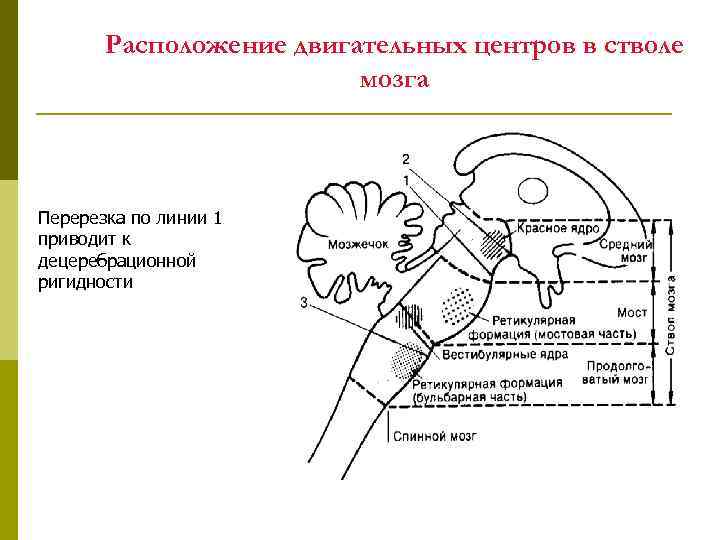 Расположение двигательных центров в стволе мозга Перерезка по линии 1 приводит к децеребрационной ригидности