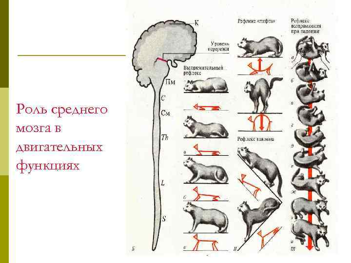 Роль среднего мозга в двигательных функциях 