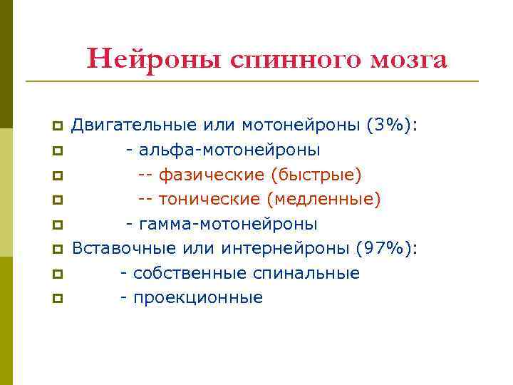 Нейроны спинного мозга p p p p Двигательные или мотонейроны (3%): - альфа-мотонейроны --
