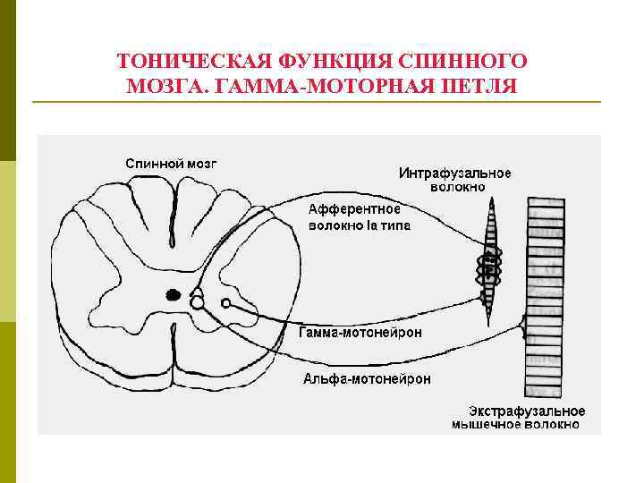 ТОНИЧЕСКАЯ ФУНКЦИЯ СПИННОГО МОЗГА. ГАММА-МОТОРНАЯ ПЕТЛЯ 