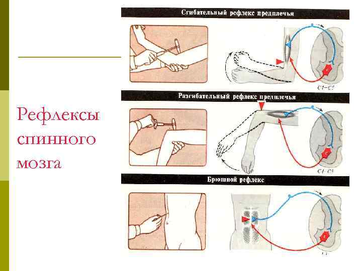 Рефлексы спинного мозга 