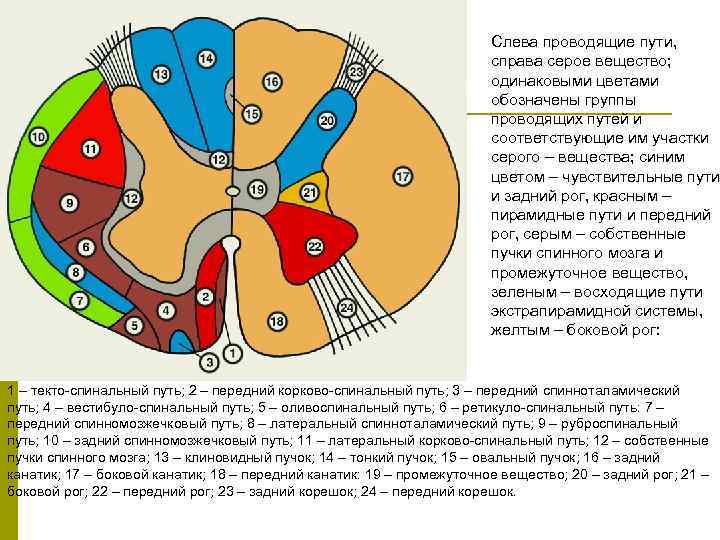 Определите какой цифрой на рисунке обозначено белое вещество спинного мозга