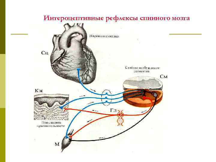 Интероцептивные рефлексы спинного мозга 