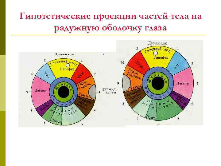 Гипотетические проекции частей тела на радужную оболочку глаза 